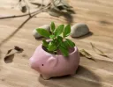 Piggy