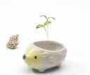 Hedgehog