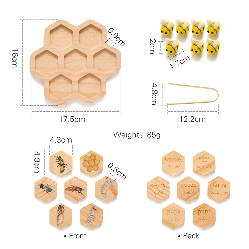 Bee Growth Cycle