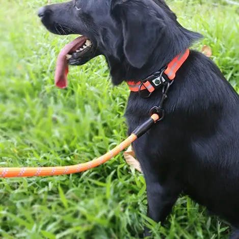 Reflective Dog Collar for Night Visibility