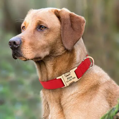 Dog Small Corgi Method Fighting Collar