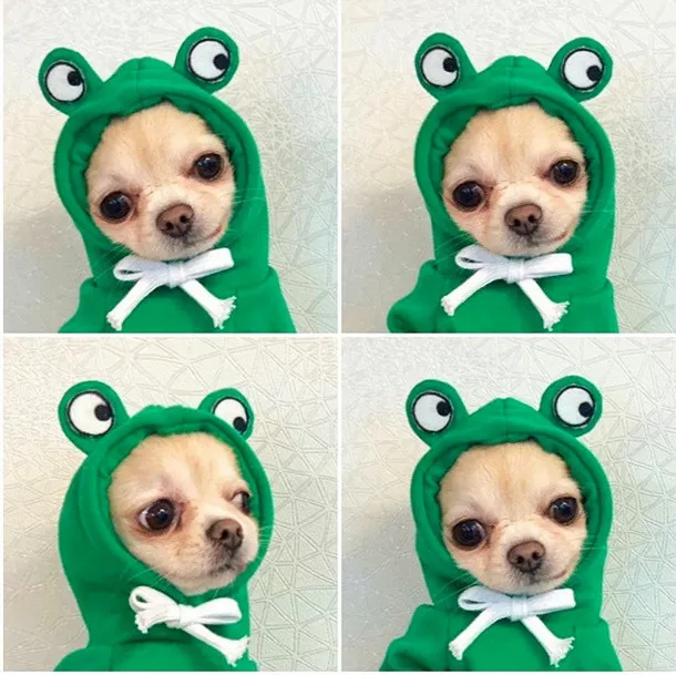 Hooded Sweater Apricot Elk Pet Clothes Frog Style - Shop at LoveMi