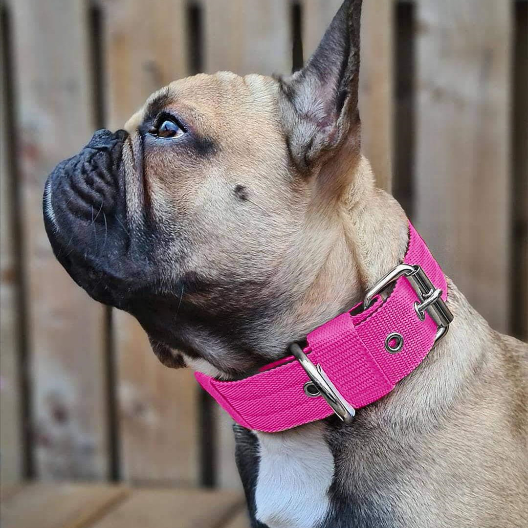 Collier pour chien, écharpe en mousse, bandana en nylon