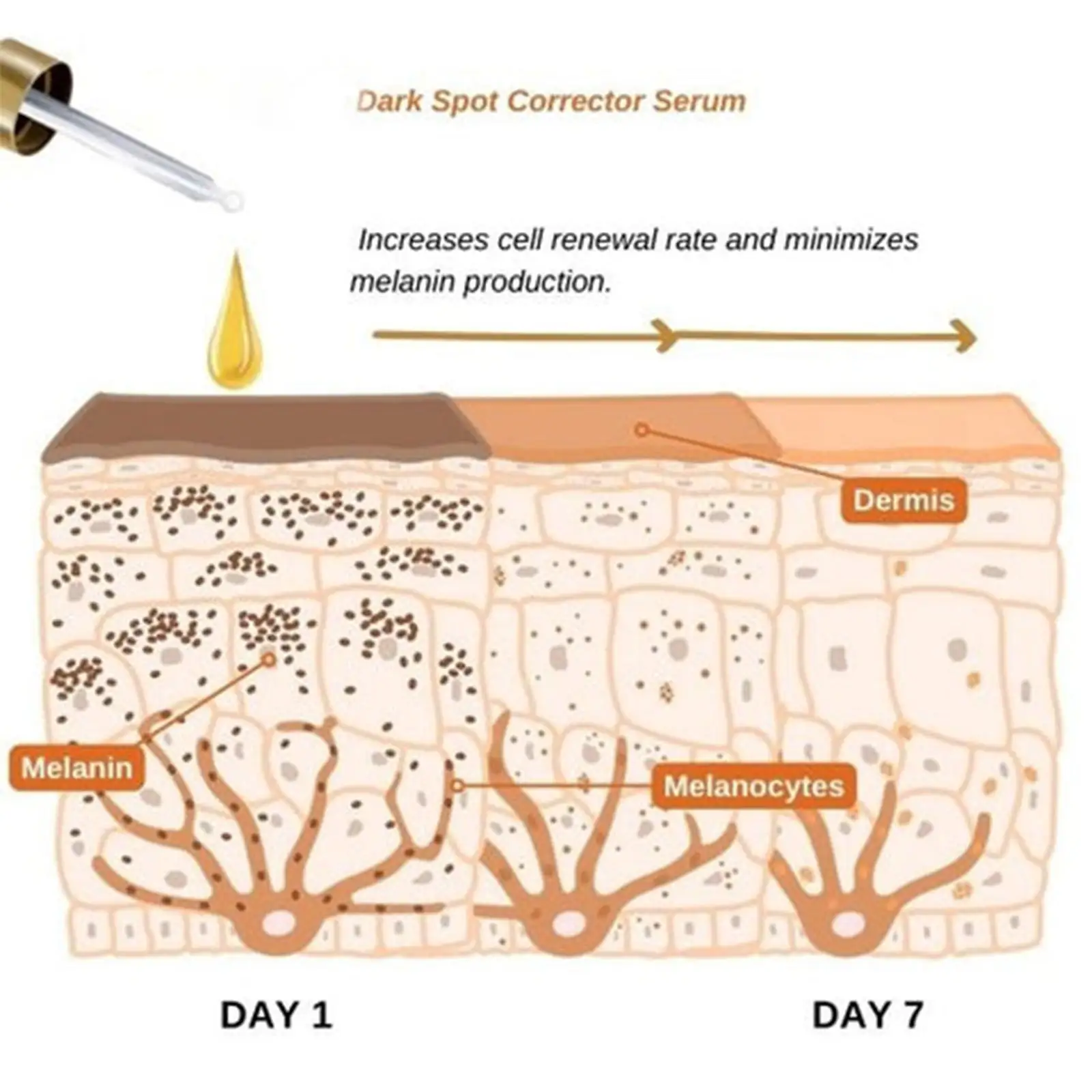 Spot Fading Melanin Skin Rejuvenation Brightening And Moisturizing Essence