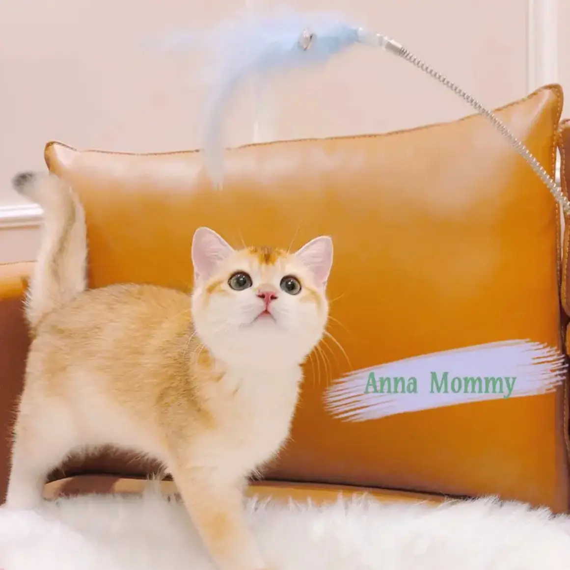Cat Toy Self-Hi Relieving Stuffy Kitten Funny Supplies Hat