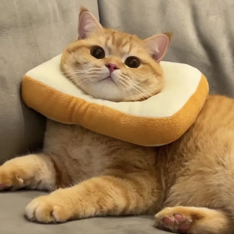 Cat Neck Pillow -- Funny!