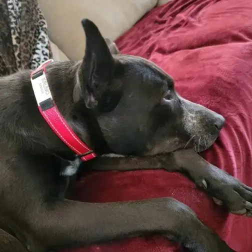 Adjustable Carved Dog Collar