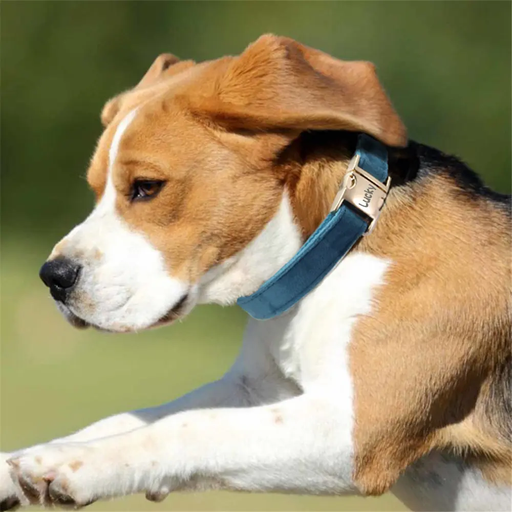 Dog Collar With Engraved Lettering, Anti Loss
