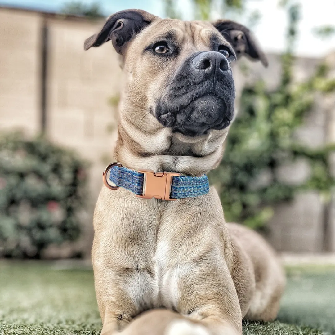 Dog Leash With Engraved Lettering And Anti