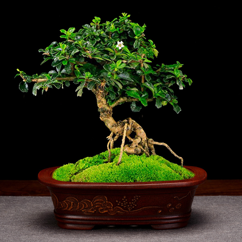 Title 4, Desktop Square Antique Bonsai Basin Modeling Cl...