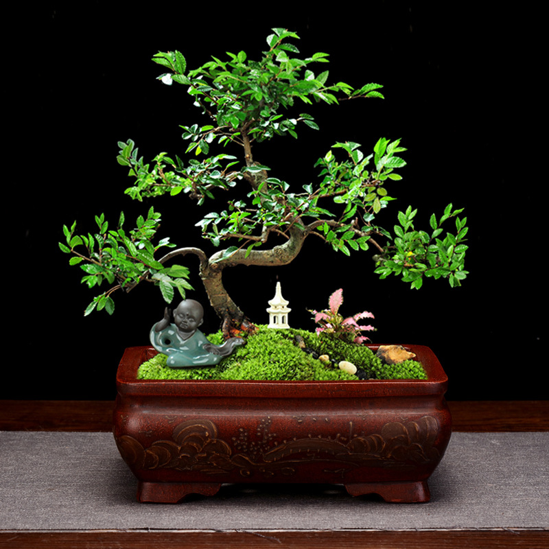 Title 1, Desktop Square Antique Bonsai Basin Modeling Cl...