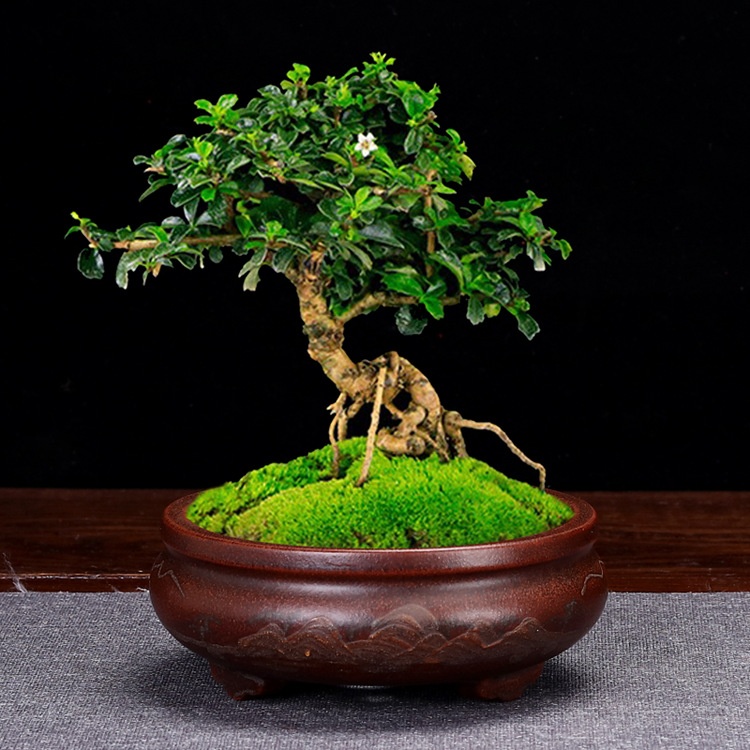 وعاء زهور صغير من الطين البنفسجي للنباتات العصارية المكتبية