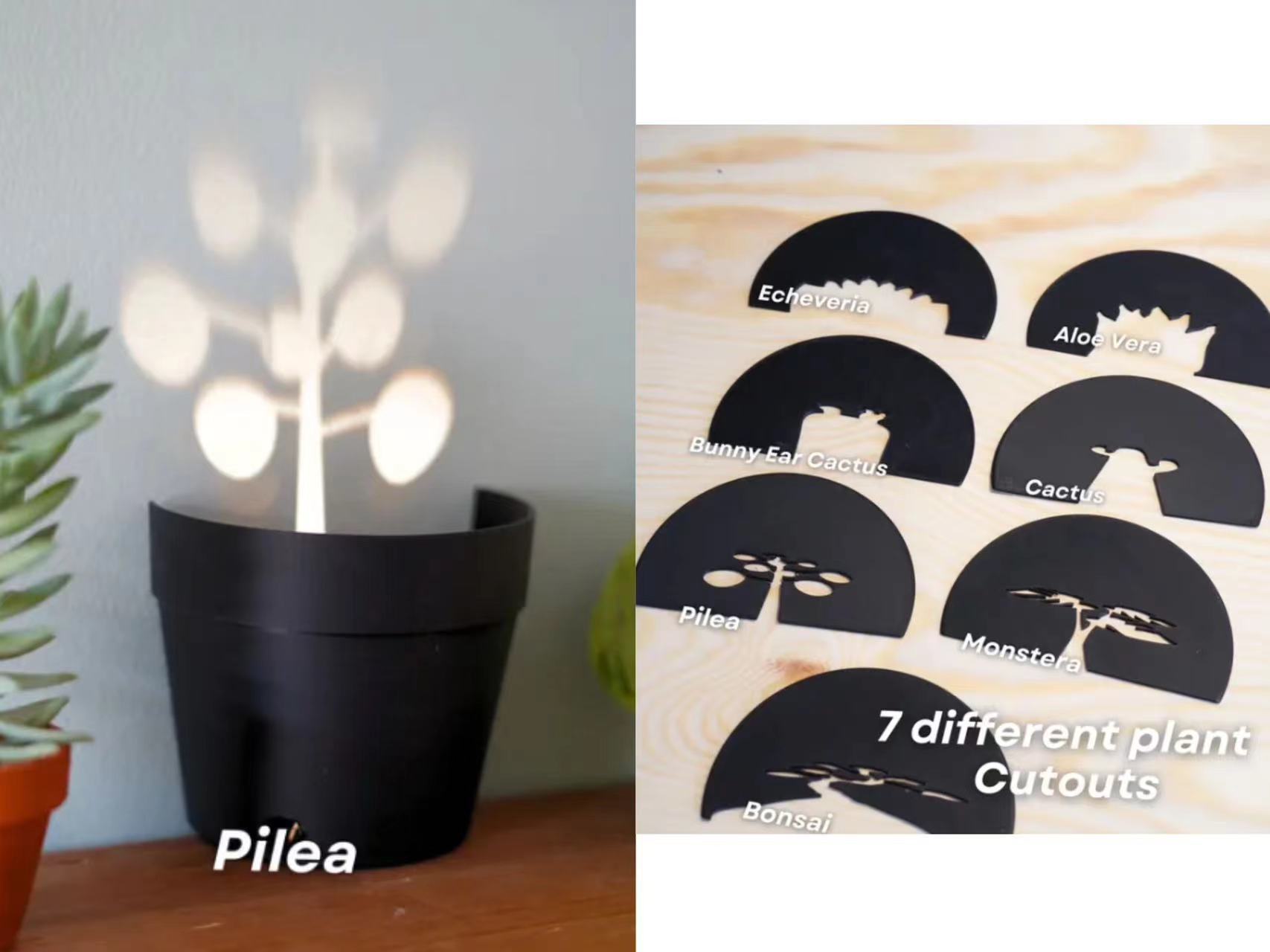 Title 7, Plant Bonsai Light Projection