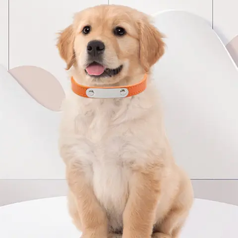 Simple Dog Collar Lettering to Prevent Loss