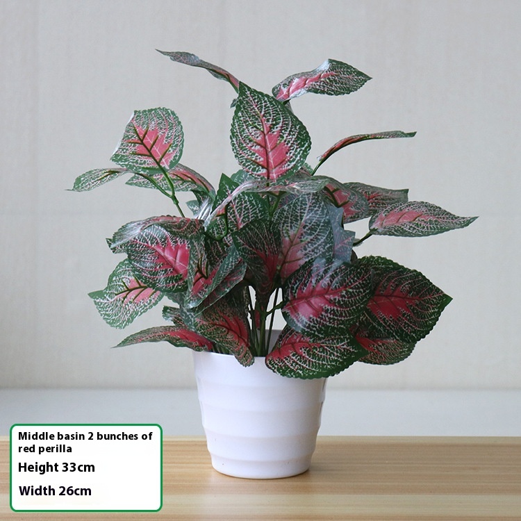 Medium Pot Red Perilla