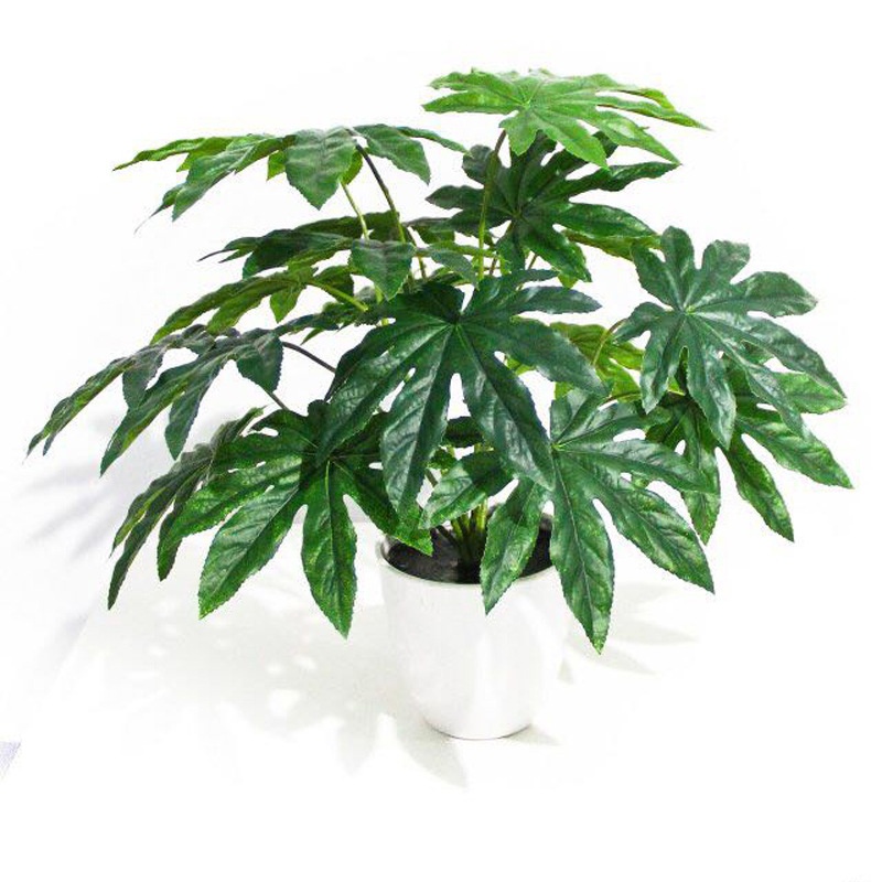 Fatsia Japonica