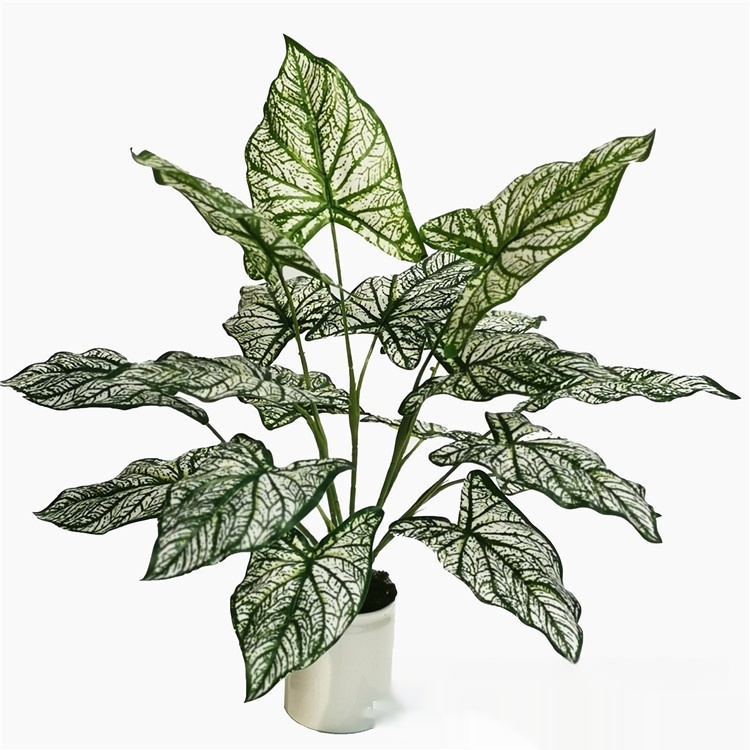 White Taro