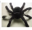 150Cm Black Spider