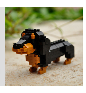 Dachshund