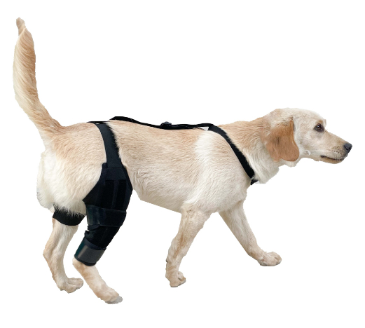CanineSupport Hind Leg Brace