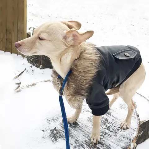 Autumn and Winter Clothes Dog Fur Collar Leather Coat