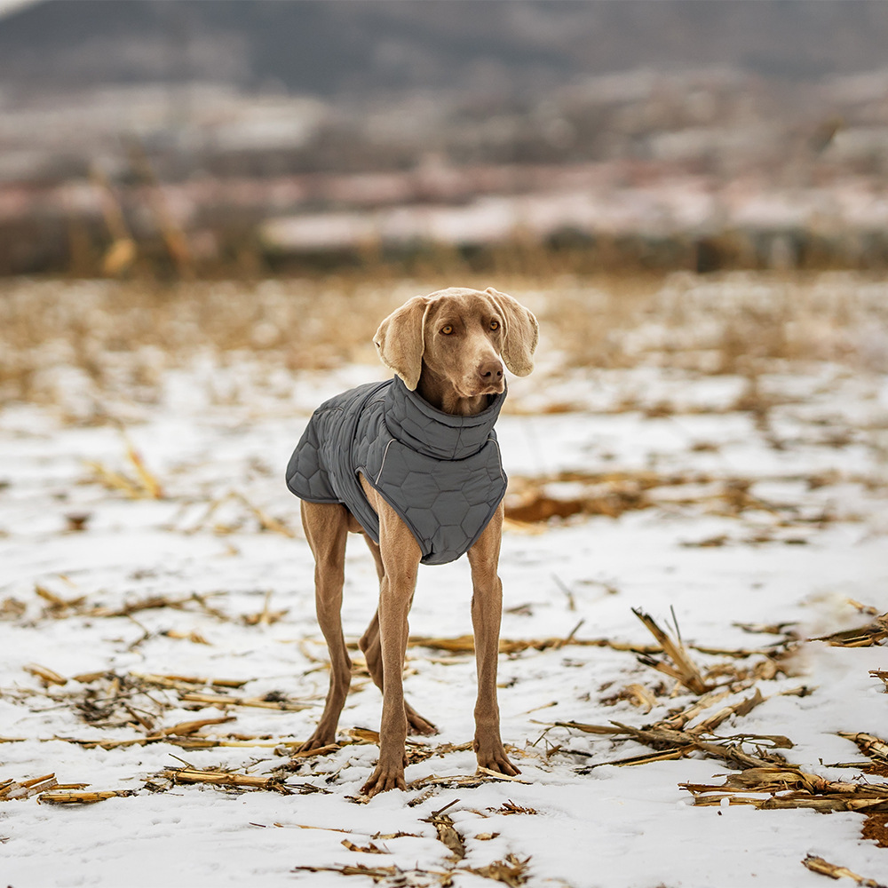 Title 8, Roupa de inverno para cães espessa, aquecida e ...