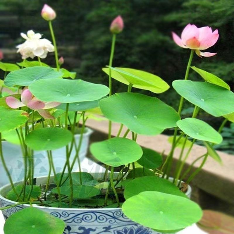 Title 8, Open Bowl Lotus Seed Hydroponic Pot