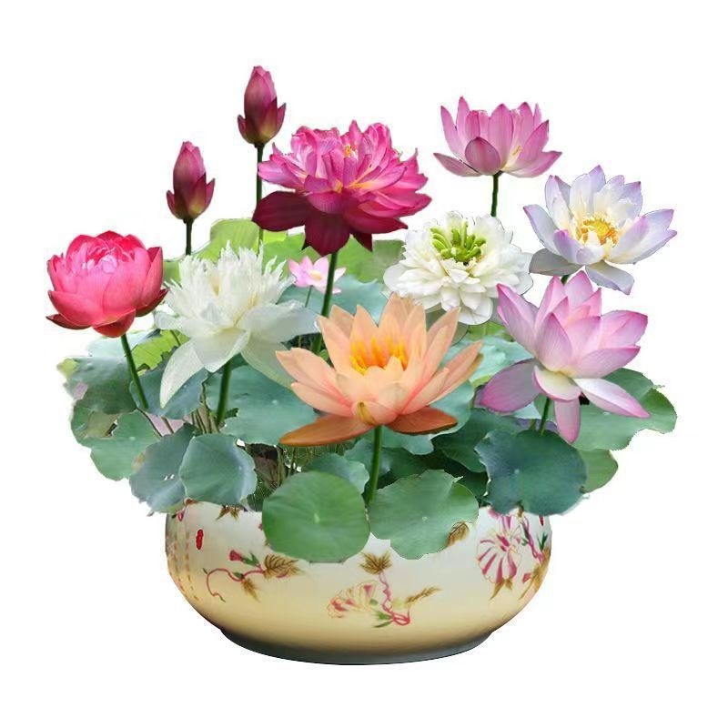 Title 1, Open Bowl Lotus Seed Hydroponic Pot