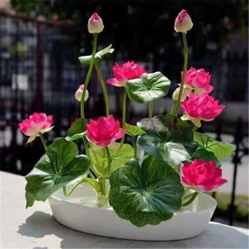 Title 4, Open Bowl Lotus Seed Hydroponic Pot