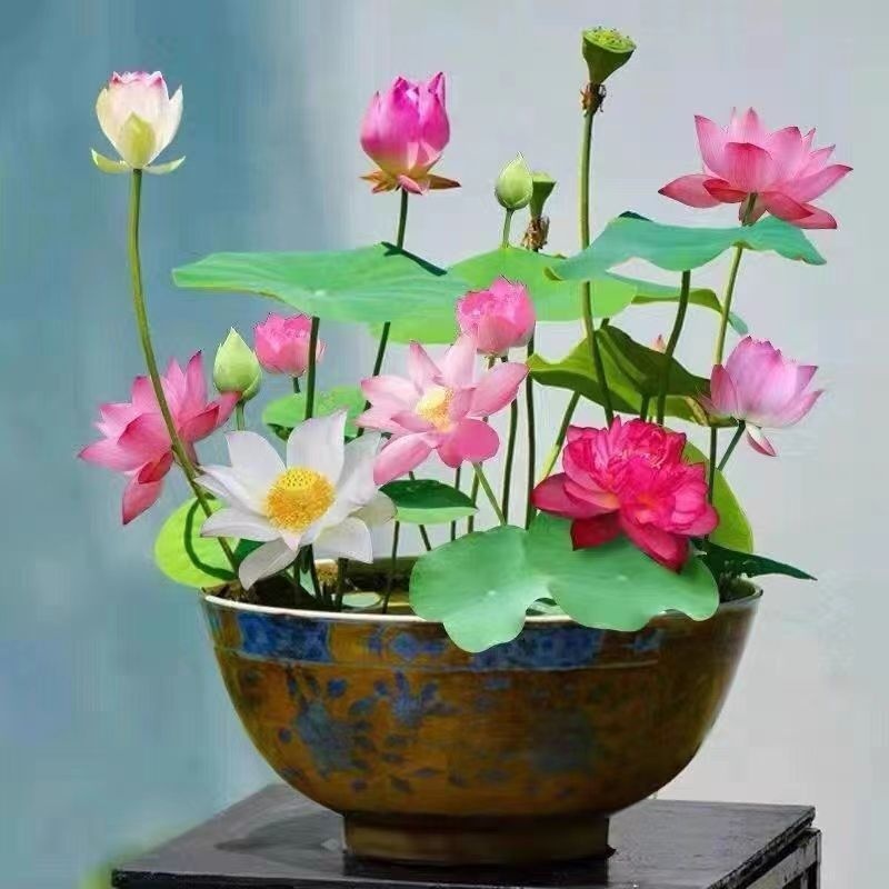 Title 9, Open Bowl Lotus Seed Hydroponic Pot