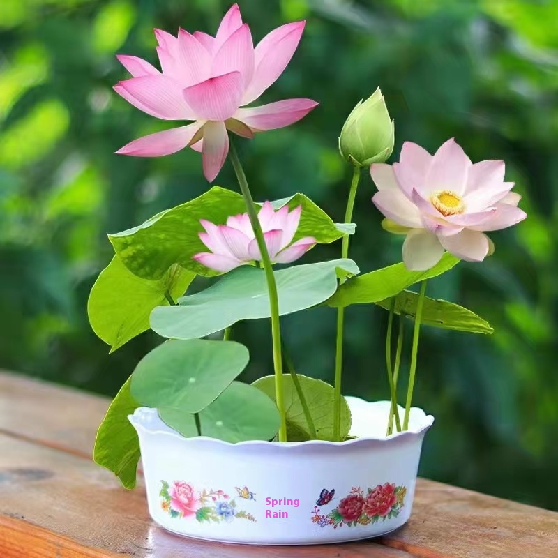 Title 6, Open Bowl Lotus Seed Hydroponic Pot