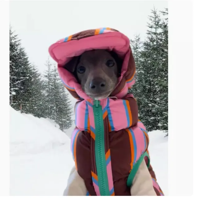 Autumn And Winter Pet Striped Vest A Set Of Dirty Powder - Shop at LoveMi