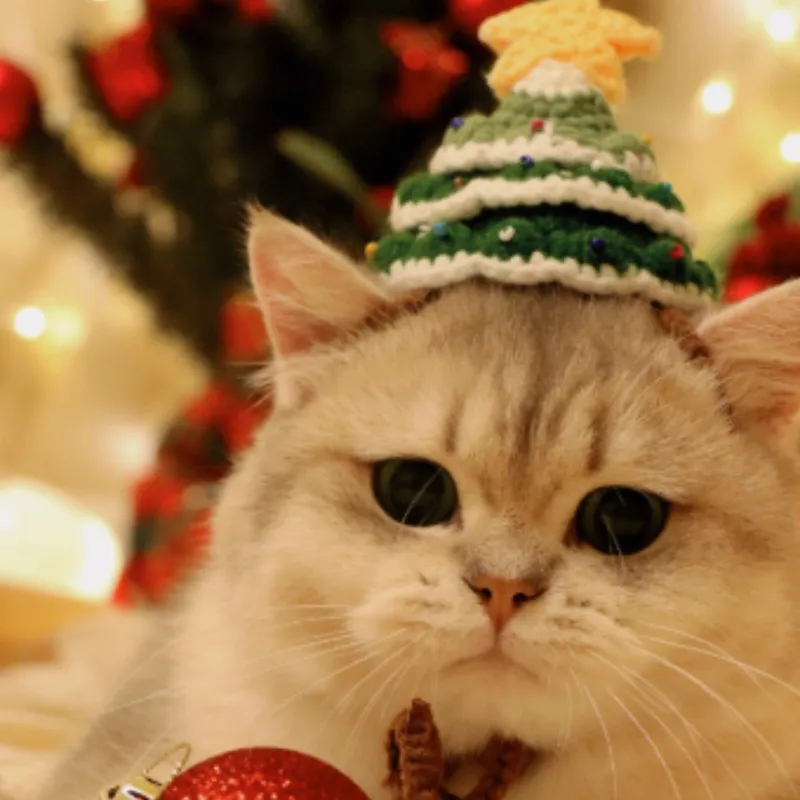 A Christmas Tree, Small Hat, Pet Cat - Hat