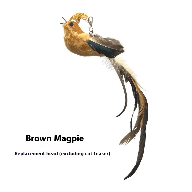 Brown Magpie