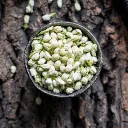 Flowering Jasmine Flower 500G