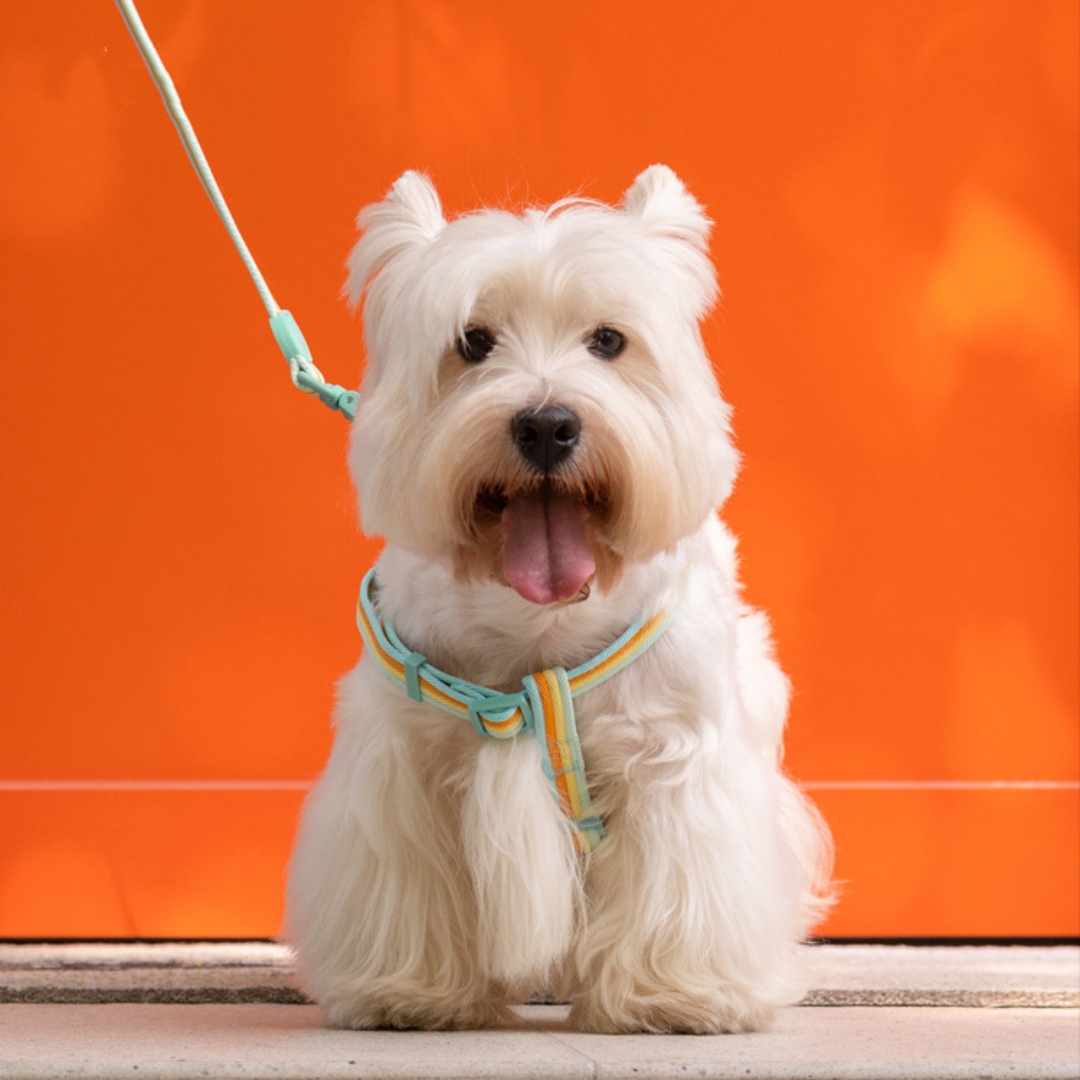 Retro Record Hand Holding Rope Small And Medium-sized Dogs Collar Vest