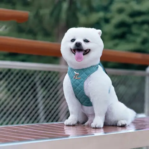 Dog Hand Holding Rope Chest Strap Small Dog Teddy