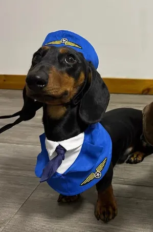 Dachshund Dog Funny Clothes Halloween Suit - Blue Pilot