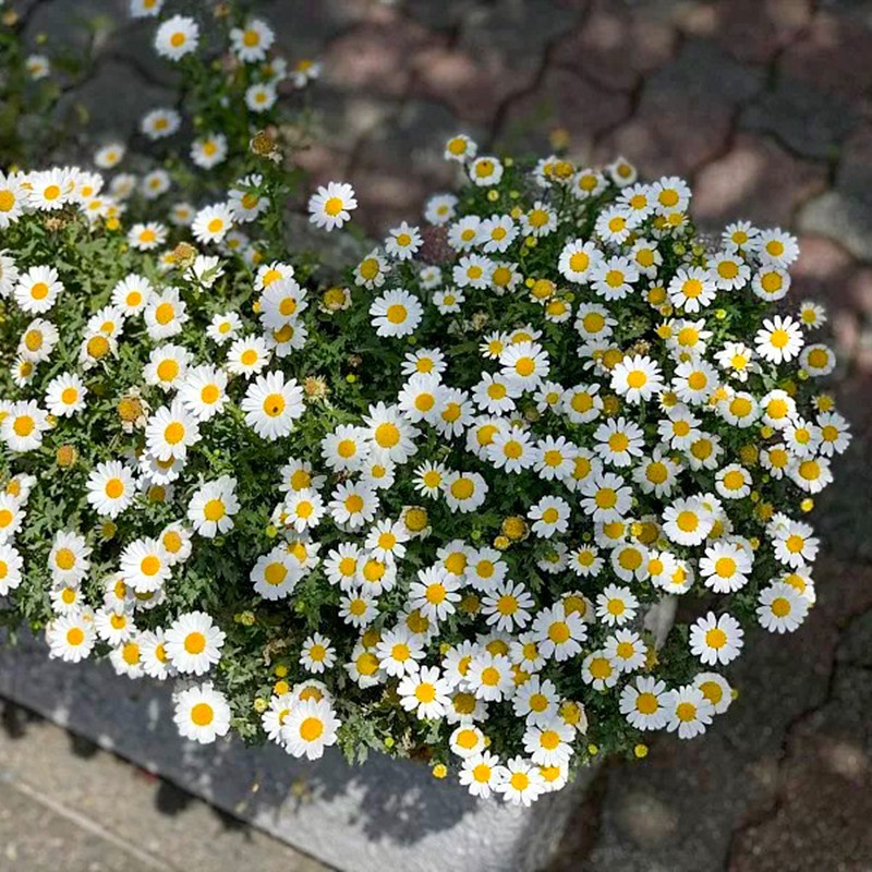 White Crystal Chrysanthemum 2G