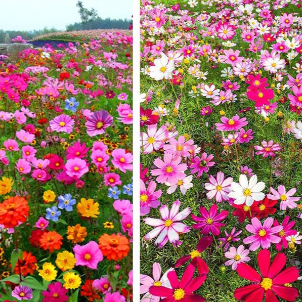 Calliopsis Each Of Wildflowers