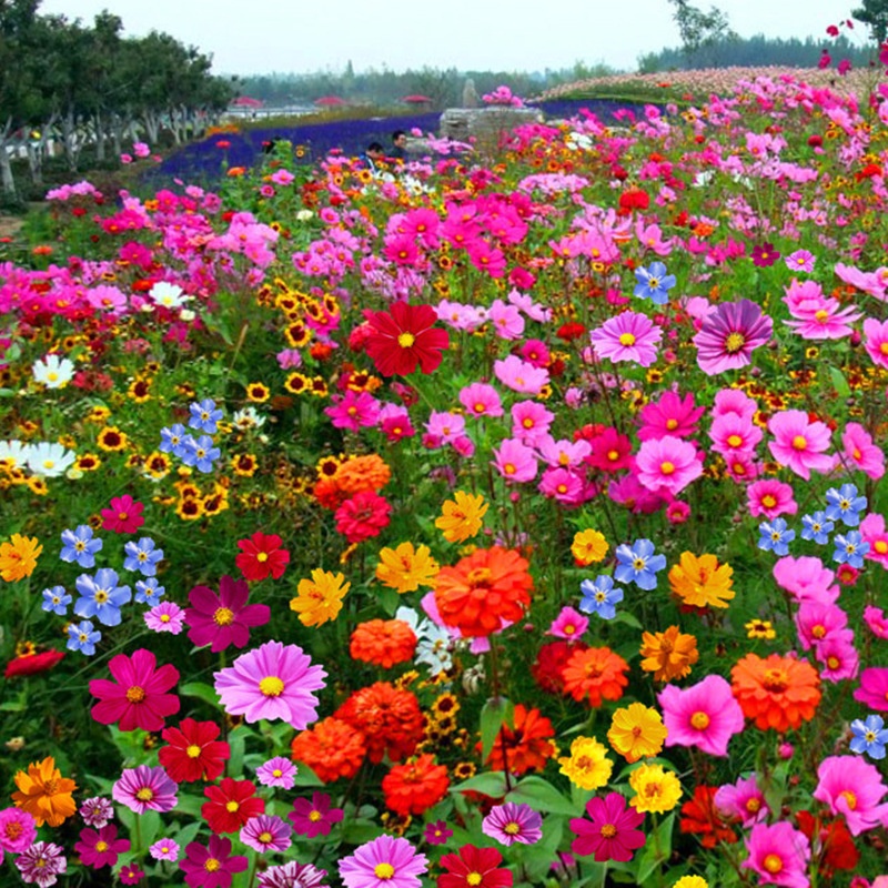 One Thousand Wildflowers