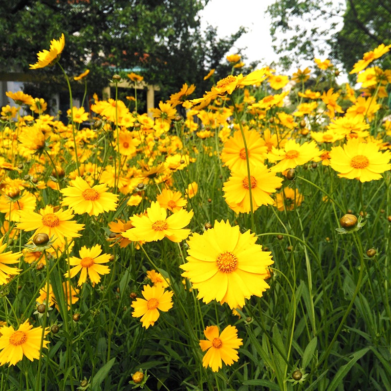 Coreopsis Thousand Tablets