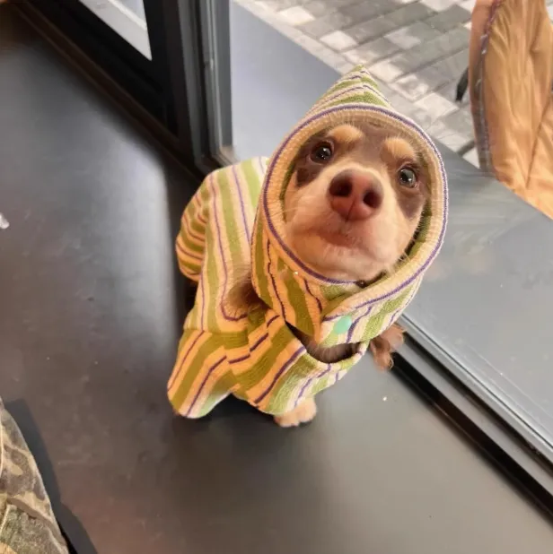 Pet Dog Autumn And Winter Vest Keep Warm New - Hat