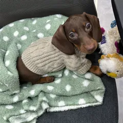 Winter Wear Warm Pet Autumnwinter Clothes - Greige - View 1