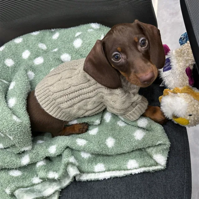 Winter Wear Warm Pet Autumnwinter Clothes Greige - Shop at LoveMi