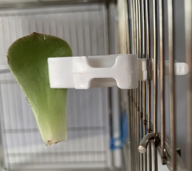 Parrot Fruit Basket Bird Supplies Feeder