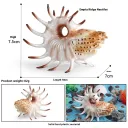 M3029 Nautilidae