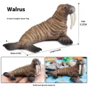 Tq Walrus