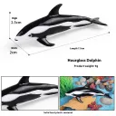 Hourglass Dolphin C