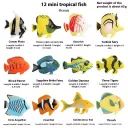 Dt Mini Fish 12 Suit